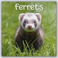 Ferrets - Frettchen 2023 - 16-Monatskalender