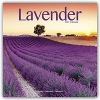 Lavender - Lavendel 2022