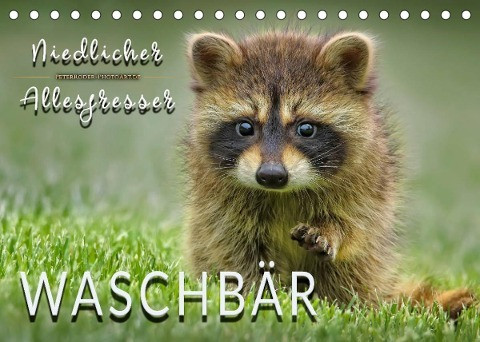 Waschbär - Niedlicher Allesfresser (Tischkalender 2022 DIN A5 quer)