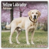 Yellow Labrador Retrievers - Weiße Labradore 2022 - 18-Monatskalender mit freier DogDays-App