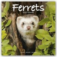 Ferrets - Frettchen 2022 - 18-Monatskalender