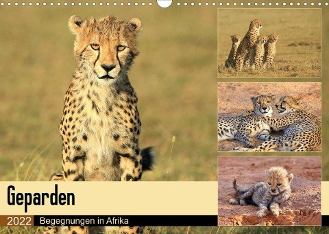 Geparden - Begegnungen in Afrika (Wandkalender 2022 DIN A3 quer)