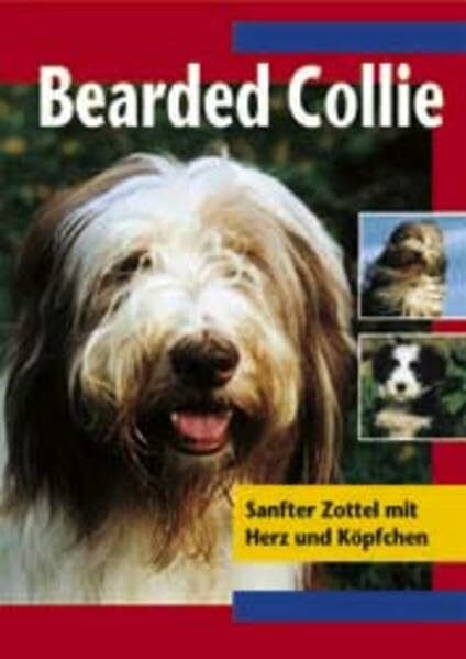 Bearded Collie: Sanfter Zottel mit Herz und Köpfchen