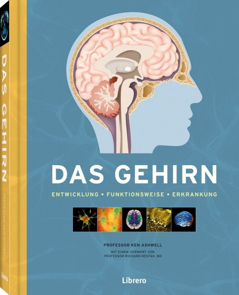 Das Gehirn: Das Gehirn und die psychische Gesundheit