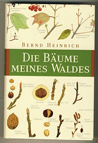 Die Bäume meines Waldes