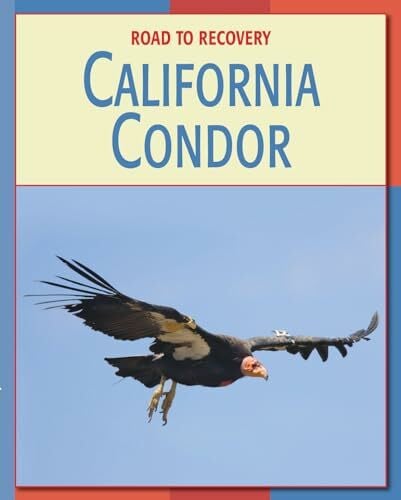 California Condor (Road to Recovery)
