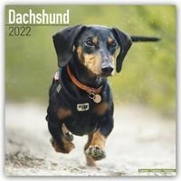 Dachshunds - Dackel 2022 - 18-Monatskalender mit freier DogDays-App