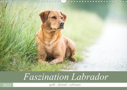 Faszination Labrador - gelb, foxred, schwarz (Wandkalender 2022 DIN A3 quer)