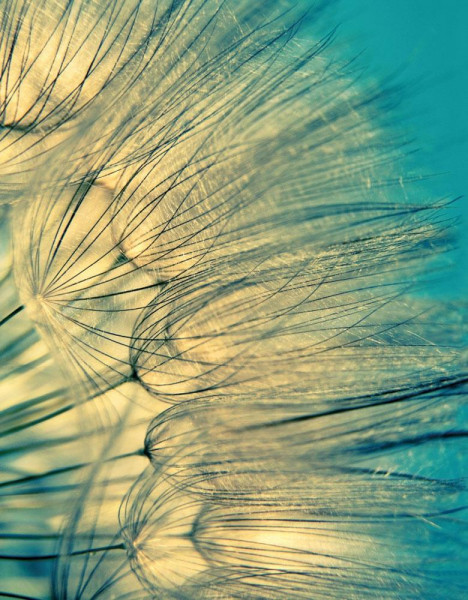 Zen Nature II Blankbook