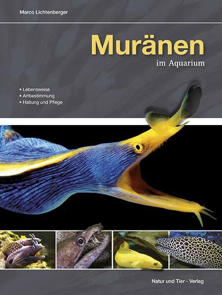 Muränen im Aquarium: Lebensweise, Artbestimmung, Haltung und Pflege