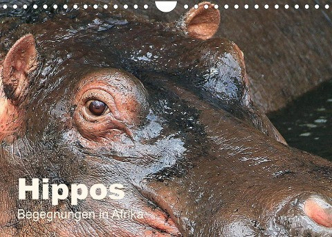 Hippos - Begegnungen in Afrika (Wandkalender 2022 DIN A4 quer)
