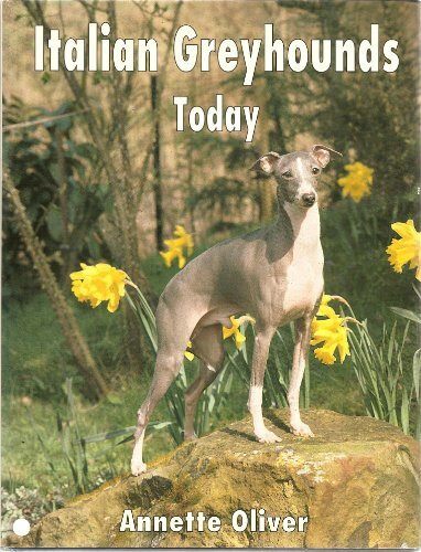 Italian Greyhounds Today