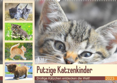 Putzige Katzenkinder. Drollige Kätzchen entdecken die Welt! (Wandkalender 2023 DIN A2 quer)