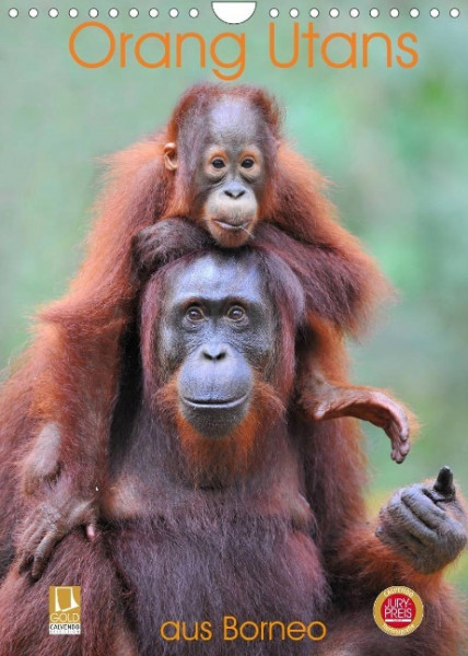 Orang Utans aus Borneo (Wandkalender 2022 DIN A4 hoch)